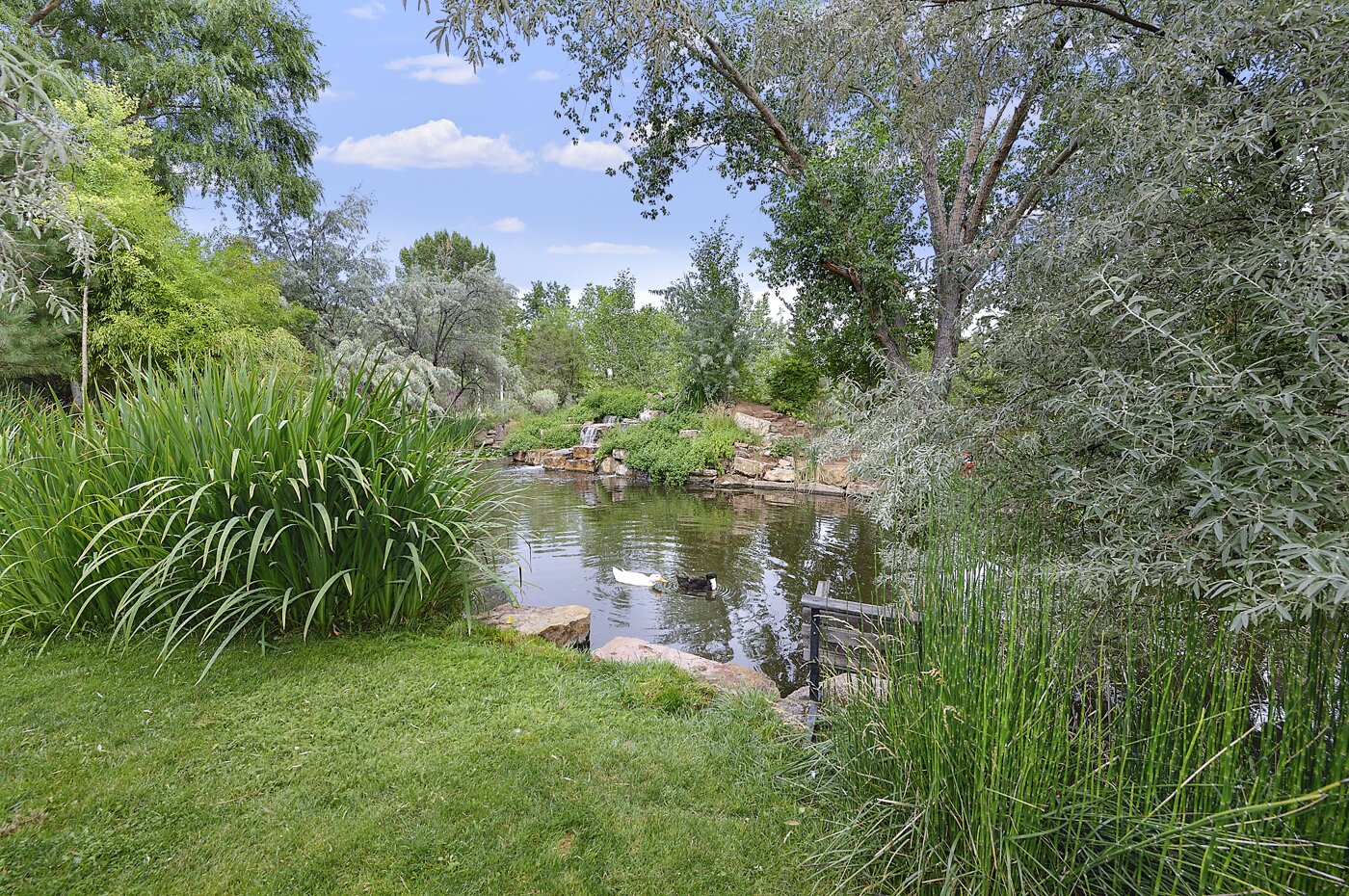 Ducks on the Pond